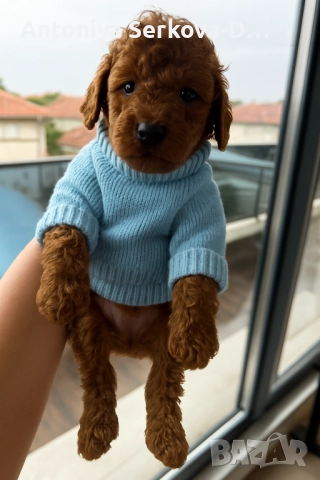 Poodle toy/Пудел той, снимка 4 - Пудели - 50806099