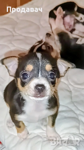 Чихуахуа , снимка 2 - Чихуахуа - 52887091