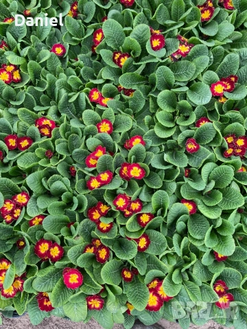 Цветя за 8 - ми март, снимка 14 - Градински цветя и растения - 53323438