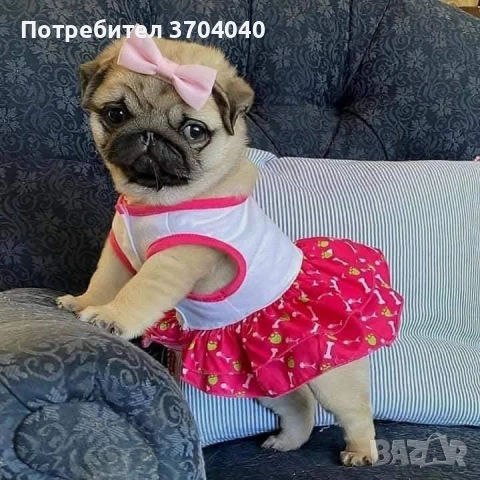 бебе мопс момче търси грижовно и любящо семейство!, снимка 2 - Други животни - 53559109