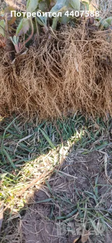 Расзад ягоди и малини , снимка 5 - Разсади - 49590414