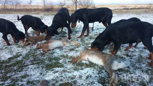 Гончета Балкански   обучени за лов  , снимка 2 - Гонче - 52503685