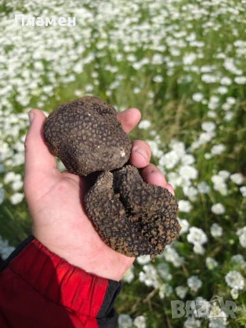 Черен пресен трюфел, снимка 15 - Други - 41320614