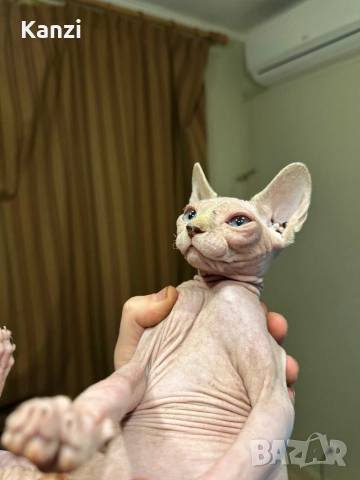Сфинкс Sphynx, снимка 2 - Сфинксове - 52901293