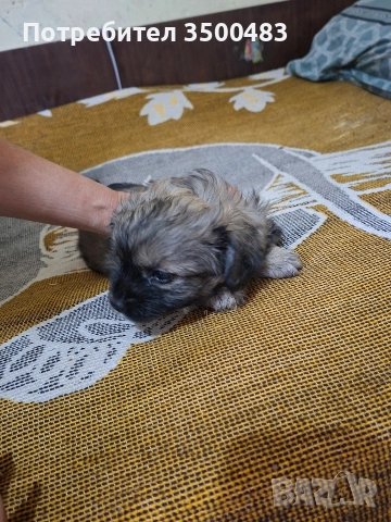 4 момичета и 1 момче Пекинези, снимка 11 - Пекинез - 52584455