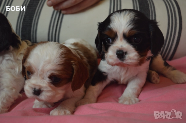 Кавалер Кинг Чарлз Шпаньол, снимка 8 - Кавалер кинг чарлз шпаньол - 52735606