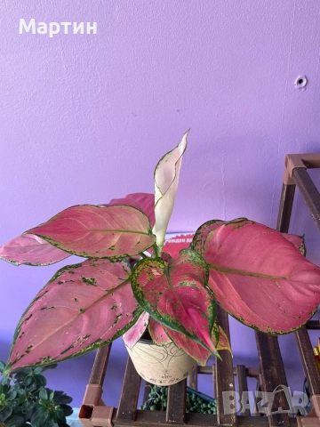 Стайни растения за дома и офиса , снимка 4 - Стайни растения - 52435932
