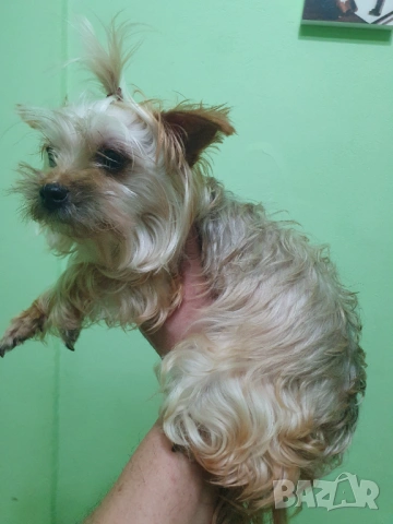  Мини Йорки женска, снимка 2 - Йоркширски териер - 52770169