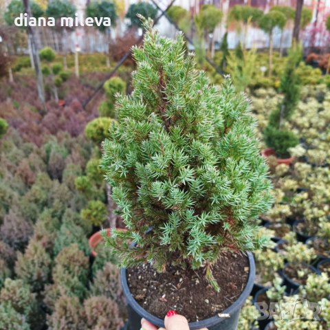Хвойна Стрикта, Juniperus Stricta!!!, снимка 8 - Градински цветя и растения - 39272499