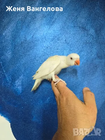 Ексклузивна цена до 1 юни Топ.. Малък александър., снимка 8 - Папагали - 50437180
