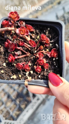 Червен седум Пурпурна Зима, Sedum spirium " Purpur Winter ", снимка 6 - Градински цветя и растения - 46784135