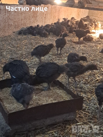 Пилета супер харко, снимка 5 - Кокошки и пуйки - 53442340