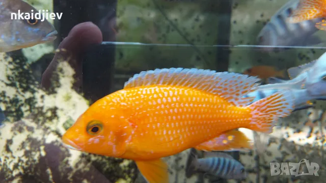 Перфектни, пъстри, цветни риби (цинотилапии и аулонокари), снимка 5 - Рибки - 47399931