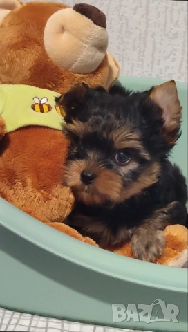 Мини йоркширски териер момченца , снимка 1