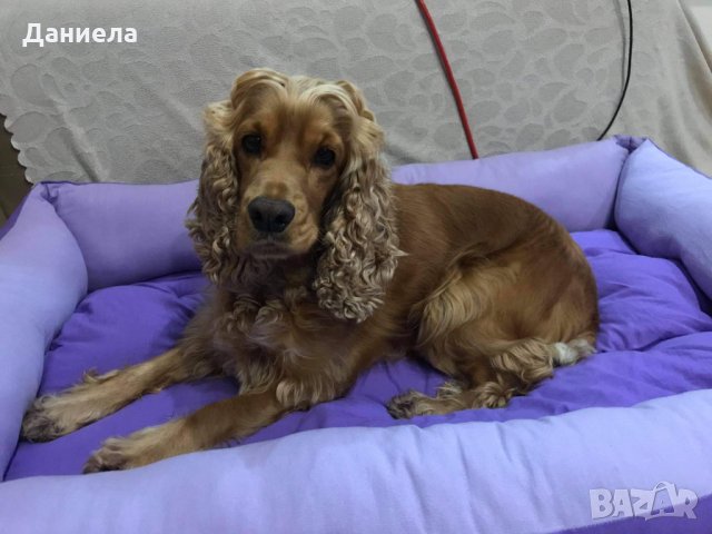 Барбарон (пуф) за куче, снимка 7 - За кучета - 32319580