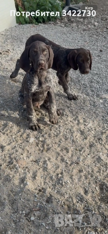 курцхаар и дратхар