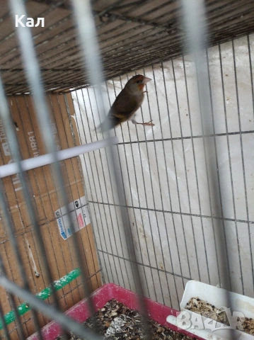 Хибрид, снимка 6 - Канари - 53315983