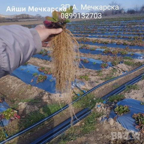 Предлагам разсад ягоди сорт Алба на едро 