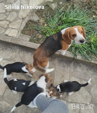 Бигълчета! , снимка 2 - Бигъл - 53114953