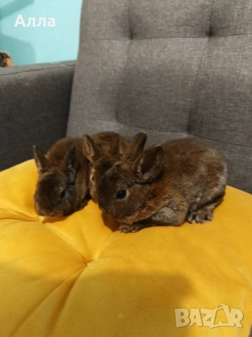 Декоративно зайчета рекс, снимка 4 - Декоративни зайчета - 53223749