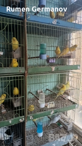 Продавам млади канарчета 2025г., снимка 10 - Канари - 52147318