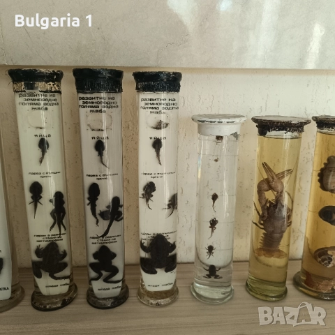 Консервирани Препарирани влечуги животни и морски обитатели в стъкленица, снимка 6 - Други - 52479835