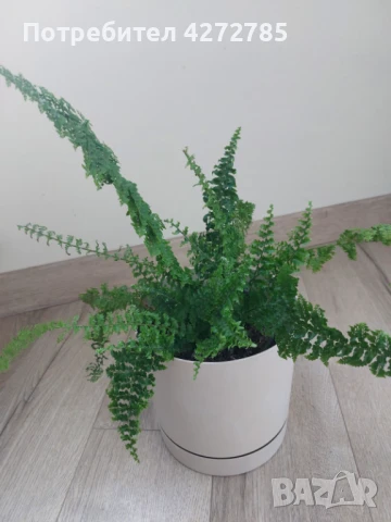 Къдрава папрат / Нефролепсис