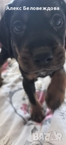 🐾 Продават се кученца Лудогорско гонче 🐾, снимка 1