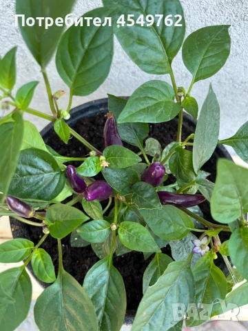 Екзотични люти чушки в саксия, снимка 11 - Градински цветя и растения - 51202444