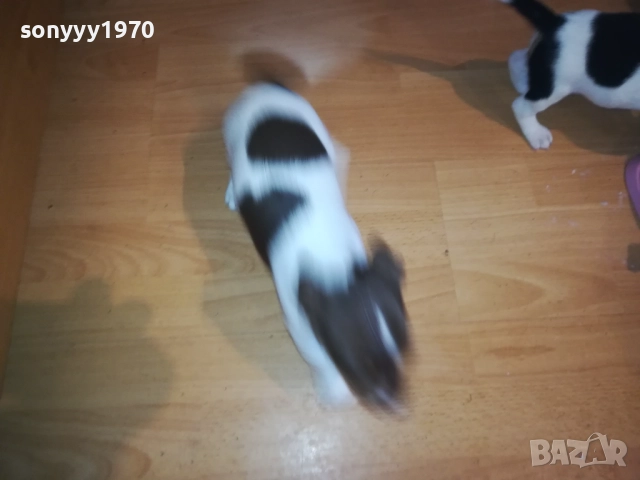 КУТРЕТА ДЖАК РЪСЕЛ 2009250434, снимка 11 - Джак ръсел териер - 51774625