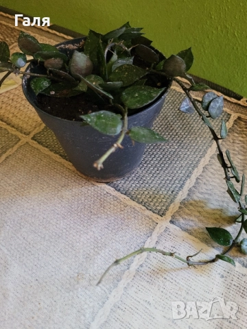 Хоя - Восъчно Цвете, снимка 4 - Стайни растения - 51776513