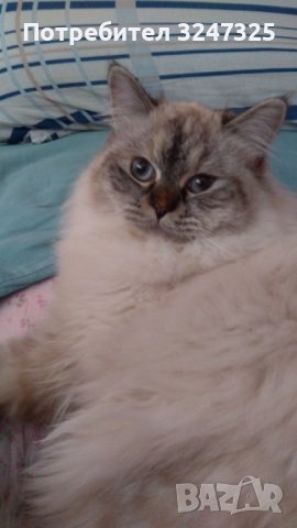 Руски СИБИРКИ невски маскарани, снимка 4 - Сибирски - 40239857