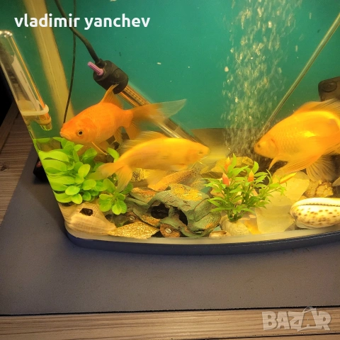 аквариум с 4 броя големи риби , снимка 4 - Рибки - 53253393