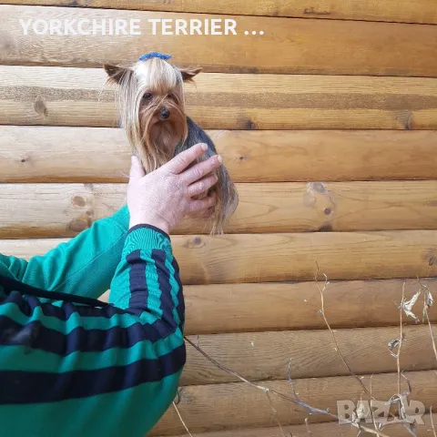 Мини йоркширски териер за РАЗПЛОД, снимка 3 - Йоркширски териер - 47290898