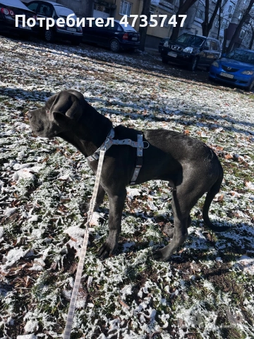 Кане Корсо, снимка 5 - Кане корсо - 53451261