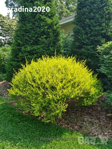 Жълта бреза джудже – Betula Golden Nana, снимка 6 - Разсади - 52714426