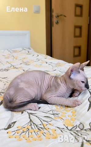 Донски Сфинкс със сине очи с родословие , снимка 4 - Сфинксове - 52226789