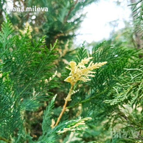 Кипарис Лейланди вариегатно, (Cupressocyparis leylandii 'Variegata')