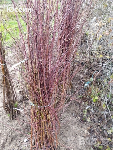 Фиданки от праскови, снимка 5 - Разсади - 52674247