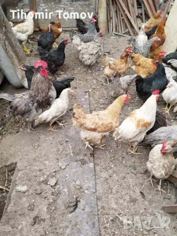 продавам домашно гледани кокошки петли пилета , снимка 3 - Кокошки и пуйки - 48863513