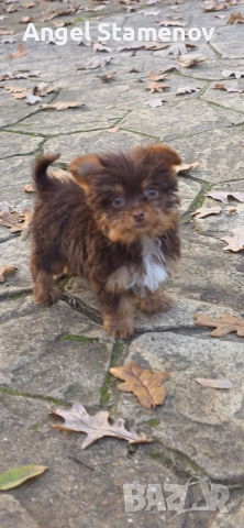 Йорки биро и шоко бивер супер мини размер момиченца!Доставка!, снимка 10 - Йоркширски териер - 52553248