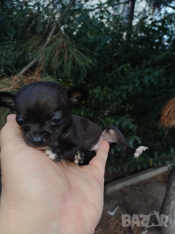 Мини чихуахуа 