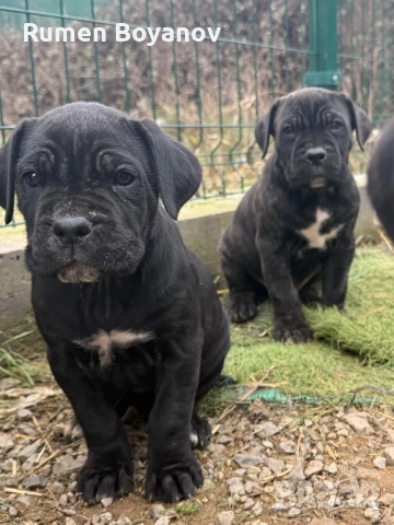 Кане Корсо , снимка 6 - Кане корсо - 52678102