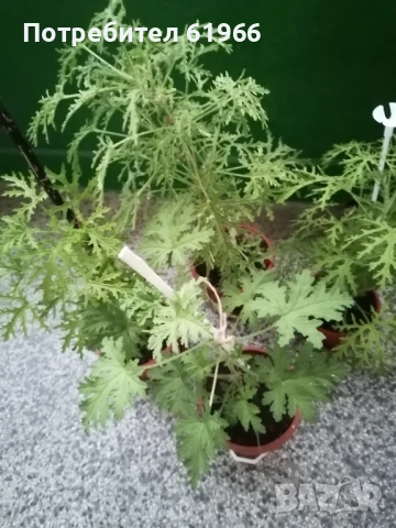 Холандско и българско индришета! , снимка 8 - Градински цветя и растения - 30564840