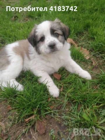 Кучета каракачанки