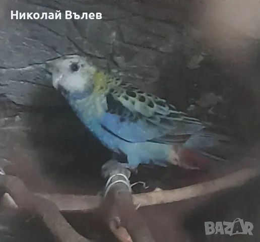 жълтоглава розела,предполагам че е женска,размяна за вълнисти , снимка 1