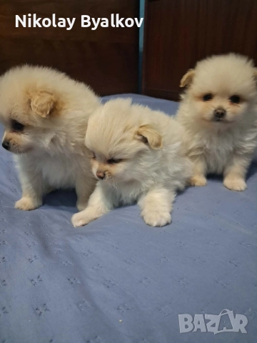 продавам малки кученца 2 момчета и 1 момиче Шпиц померан , снимка 3 - Ветеринари и услуги - 52885712