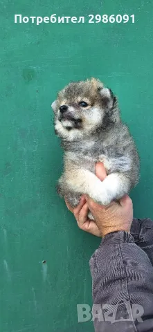 Померан мини шпиц , снимка 3 - Померан - 49090630