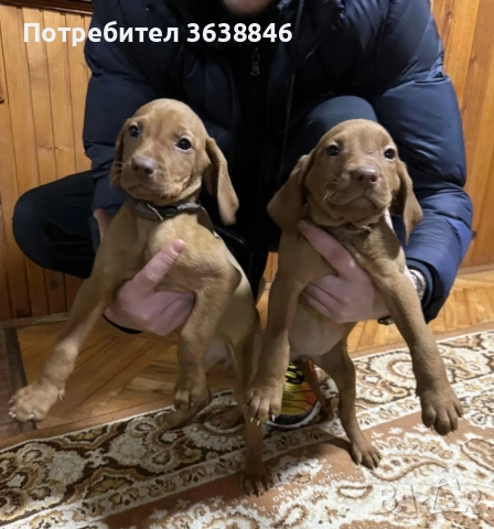 Унгарска визла, снимка 2 - Унгарска визла - 53020912