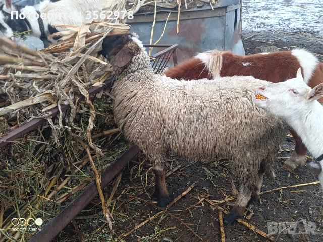 шилета , снимка 4 - Овце - 53289584